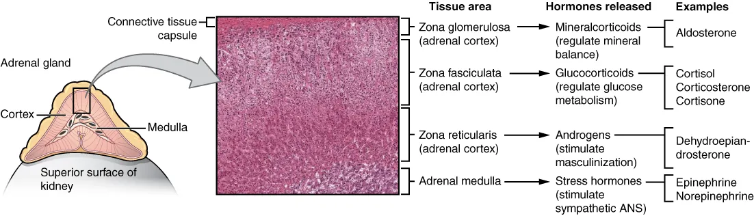 This diagram shows the left adrenal gland located atop the left kidney. The gland is composed of an outer cortex and an inner medulla all surrounded by a connective tissue capsule. The cortex can be subdivided into additional zones, all of which produce different types of hormones. The outermost layer is the zona glomerulosa, which releases mineralcorticoids, such as aldosterone, that regulate mineral balance. Underneath this layer is the zona fasciculate, which releases glucocorticoids, such as cortisol, corticosterone and cortisone, that regulate glucose metabolism. Underneath this layer is the zona reticularis, which releases androgens, such as dehydroepiandrosterone, that stimulate masculinization. Below this layer is the adrenal medulla, which releases stress hormones, such as epinephrine and norepinephrine, that stimulate the sympathetic ANS.