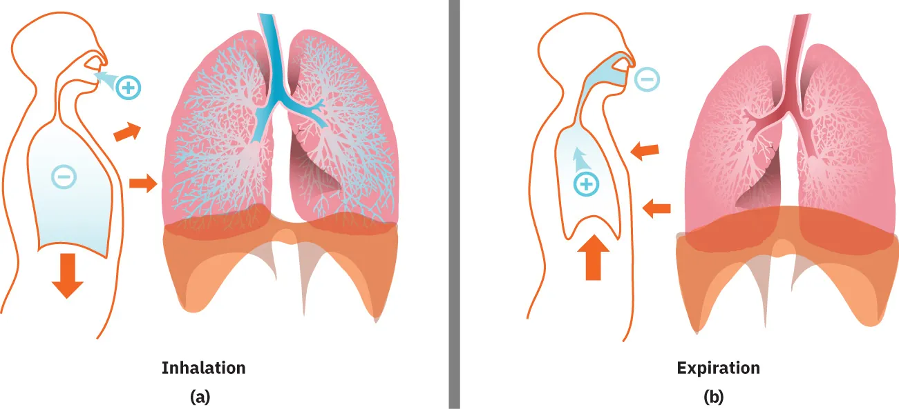 An image showing how the lungs move for inhalation (left side) and expiration (right side).