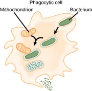 An irregularly-shaped phagocytic cell with many protrusions along its surface has a rod-shaped bacterium within an invagination at its upper right. An arrow points from this bacterium to a similar bacterium that is fully enclosed in membrane within the bacterium. Arrows point from this membrane-enclosed bacterium and from a nearby mitochondrion, shown as an oval with short lines extending from both sides along its width toward its center, to show that the two come together with the end of the mitocondrion adjacent to the upper left of the bacterium. At the lower left, a similarly-shaped membrane contains many small dots and an arrow points to an opening formed by an invagination in the membrane that contains many small dots leaving the cell.