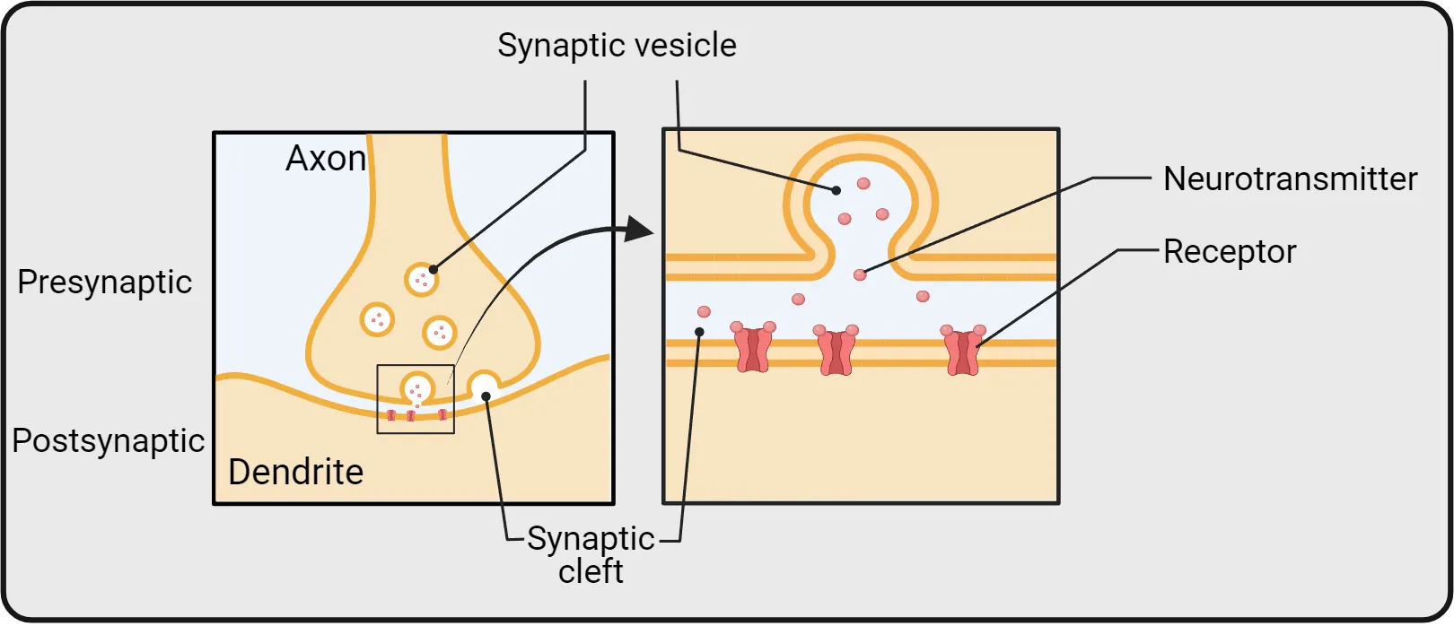 Diagram of a synapse showing major key terms in a more zoomed out and zoomed in format.