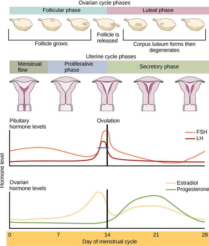 The menstrual cycle encompasses both an ovarian cycle and a uterine cycle. The uterine cycle is divided into menstrual flow, the proliferative phase and the secretory phase. The ovarian cycle is separated into follicular and luteal phases. At day zero the uterine cycle enters the menstrual phase and the ovarian cycle enters the follicular phase. Menstruation begins, and the follicle inside the uterus begins to grow. The level of the pituitary hormone FSH rises slightly, while LH levels remain low. The levels of ovarian hormones estradiol and progesterone remain low. After menses the uterine cycle enters the proliferative phase and the follicle continues to grow. The level of the ovarian hormone estradiol begins to rapidly rise. Toward the end of the proliferative phase, levels of the pituitary hormones FSH and LH rise as well. Around day fourteen, just after the levels of estrogen, progesterone and estradiol reach their peak, ovulation occurs. The follicle ruptures, releasing the oocyte. The ovarian cycle enters the luteal phase. The follicle grows into a corpus luteum and then degenerates. The uterus enters the secretory phase. Progesterone levels increase and estradiol levels, which had dropped after ovulation, increase as well. Toward the end of the secretory phase estrogen and progesterone levels decrease, reaching their baseline levels around day 28. At this point menstruation begins.