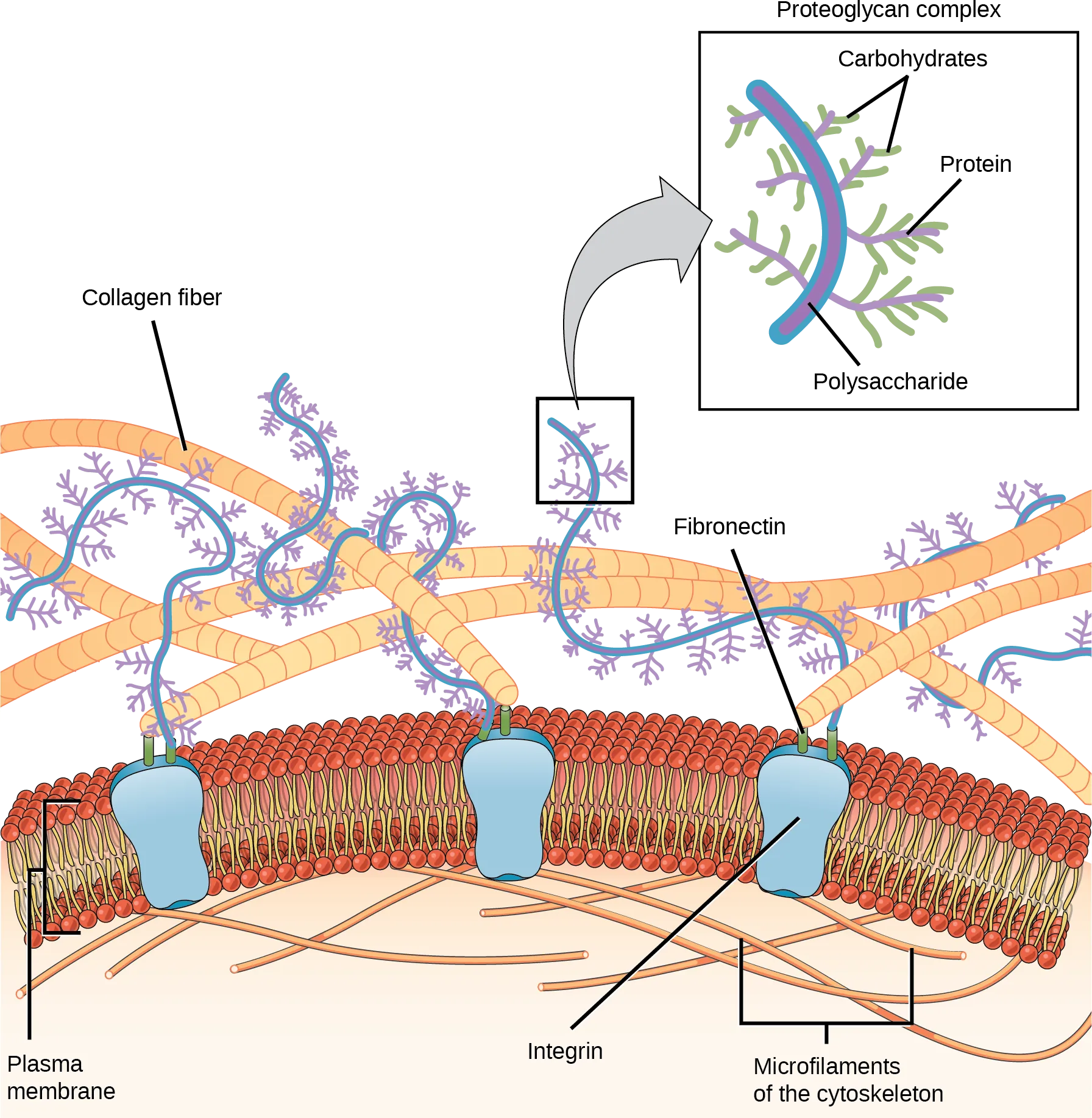 This illustration shows the plasma membrane. Embedded in the plasma membrane are integral membrane proteins called integrins. On the exterior of the cell is a vast network of collagen fibers. The fibers are attached to the integrins via a protein called fibronectin. Proteoglycan complexes also extend from the plasma membrane to the extracellular matrix. A close-up view shows that each proteoglycan complex is composed of a polysaccharide core. Proteins branch from this core, and carbohydrates branch from the proteins. The inside of the cytoplasmic membrane is lined with microfilaments of the cytoskeleton.