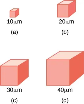 4 cubes: one labeled 10 micrometers, one labeled 20 micrometers, one labeled 30 micrometers, one labeled 40 micrometers; rendered in proportionate sizes.