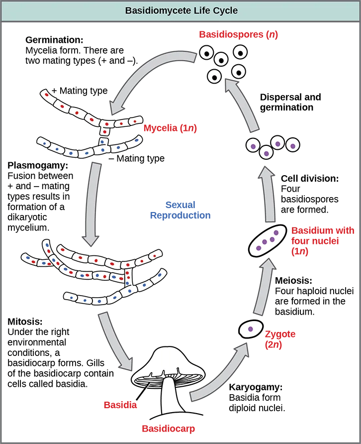 The life cycle of basidiomycetes, better known as mushrooms, is shown. Basidiomycetes have a sexual life cycle that begins with the germination of 1n basidiospores into mycelia with plus and minus mating types. In a process called plasmogamy, the plus and minus mycelia form a dikaryotic mycelium. Under the right conditions, the dikaryotic mycelium grows into a basdiocarp, or mushroom. Gills on the underside of the mushroom cap contain cells called basidia. The basidia undergo karyogamy to form a 2n zygote. The zygote undergoes meiosis to form cells with four haploid (1n) nuclei. Cell division results in four basidiospores. Dispersal and germination of basidiospores ends the cycle.