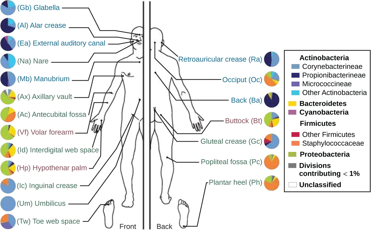 A diagram showing different regions of the body. Each region has a pie chart that shows which bacteria are most prevalent. The most common bacterium in each region: Glabella (corynebacterineae), Alar Crease (propionibacterineae), External auditory canal (propionibacterineae), Nare (other actinobacteria), manubrioum (propionibacterineae), Axillary vault (proteobacteria), antecubital fossa (proteobacteria), Volar forearm (proteobacteria), interdigital web space (proteobacteria), hypothenar palm (proteobacteria), inguinal crease (corynebacterineae), umbilicus (corynebacterineae), toe web space (corynebacterineae, , propionibacterineae, and staphylococcaceae), reticular crease (propionibacterineae), occiput (staphylococcaceae, back (propionibacterineae), buttock (proteobacteria), gluteal crease (corynebacterineae), popliteal fossa (staphylococcaceae), plantar heel (staphylococcaceae).  Second part of the image shows that different subjects have different bacterial percentages and that these percentages change over time.
