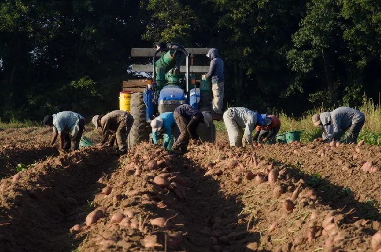 A group of people bend over in the dirt on a farm. Sweet potatoes are in mounded rows on the top of the soil.