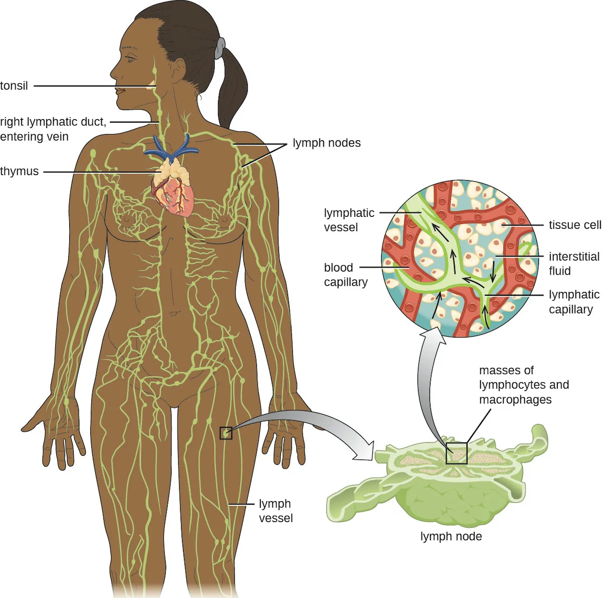 Diagram of the lymphatic system. Lymph notes are swellings on tubes (called lymph vessels) that travel throughout the body. The right lymphatic duct and entering vein are in the neck. A tonsil is a swelling on the lymph vessel in the mouth. The thymus is a lumpy structure on the heart. A close-up of a lymph node shows a roundish structure with many tubes attached to it. The central area has a box labeled “masses of lymphocytes and macrophages”. A close-up of this area shows tissue cells in the background with a blood capillary network. Lymph vessels run between the blood capillary network. Lymphatic capillaries are the ends of the lymph vessels. Fluid from around the cells (called interstitial fluid) enters the lymphatic capillaries and travels through the lymphatic vessels.