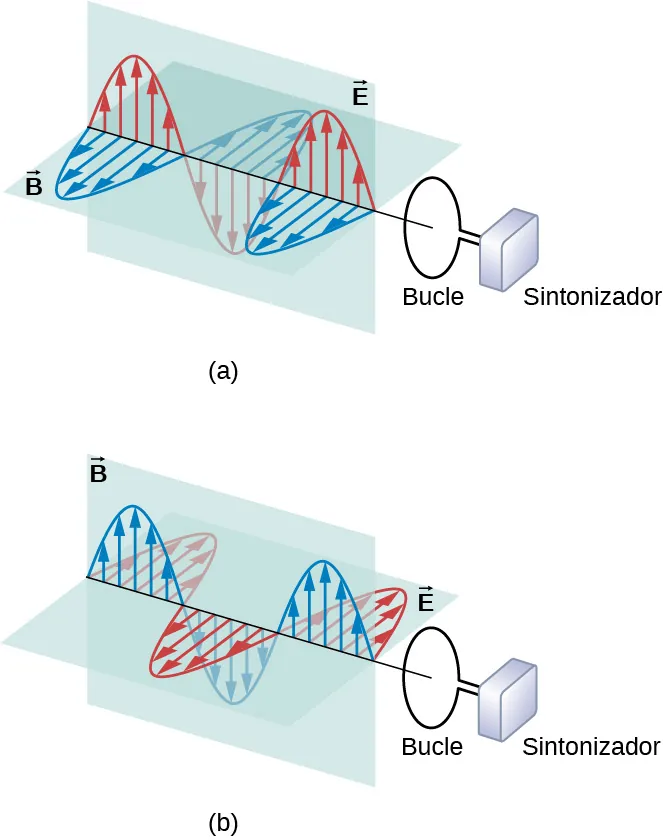 Las figuras a y b muestran las ondas electromagnéticas con componentes tanto eléctricas como magnéticas que atraviesan un bucle conectado a un sintonizador. En la figura a, el campo eléctrico es paralelo al bucle y el campo magnético es perpendicular. En la figura b, el campo magnético es paralelo al bucle y el campo eléctrico es perpendicular.
