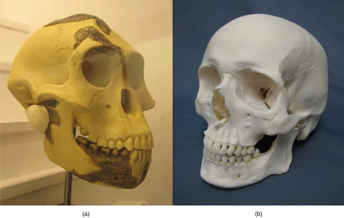 Photo A shows an A. afarensis skull, which is similar in shape but the forehead slopes back and the jaw juts out. Photo B shows a human skull.