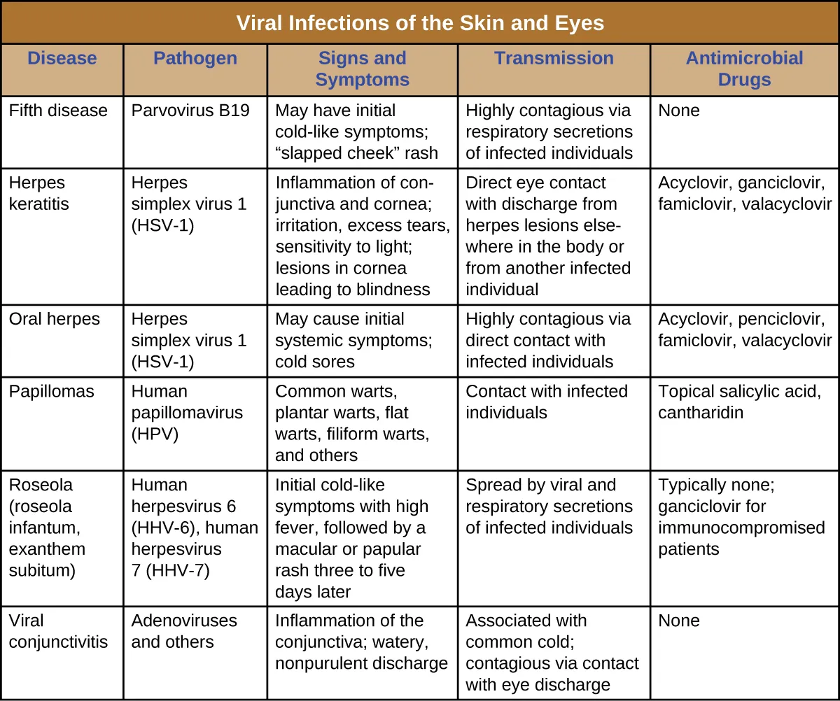 Table titled: Viral Infections of the Skin and Eyes. Columns: Disease, Pathogen, Signs and Symptoms, Transmission, Antimicrobial Drugs. Fifth disease, Parvovirus B19, May have initial cold-like symptoms; “slapped cheek” rash, Highly contagious via respiratory secretions of infected individuals, None. Herpes keratitis, Herpes simplex virus 1 (HSV-1), Inflammation of conjunctiva and cornea; irritation, excess tears, sensitivity to light; lesions in cornea leading to blindness, Direct eye contact with discharge from herpes lesions elsewhere in the body or from another infected individual, Acyclovir, ganciclovir, famiclovir, valacyclovir. Oral herpes Herpes simplex virus 1 (HSV-1), May cause initial systemic symptoms; cold sores, Highly contagious via direct contact with infected individuals, Acyclovir, penciclovir, famiclovir, valacyclovir. Papillomas, Human papillomavirus (HPV), Common warts, plantar warts, flat warts, filiform warts, and others, Contact with infected individuals, Topical salicylic acid, cantharidin. Roseola (roseola infantum, exanthem subitum), Human herpesvirus 6 (HHV-6), human herpesvirus 7 (HHV-7), Initial cold-like symptoms with high fever, followed by a macular rash three to five days later, Spread by viral and respiratory secretions of infected individuals, Typically none; ganciclovir for immunocompromised patients. Viral conjunctivitis, Adenoviruses and others, Inflammation of the conjunctiva; watery, nonpurulent discharge, Associated with common cold; contagious via contact with eye discharge, None.