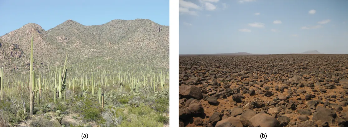 Photo (a) shows saguaro cacti that look like telephone poles with arms extended from them. Photo (b) shows a barren plain of red soil littered with rocks.