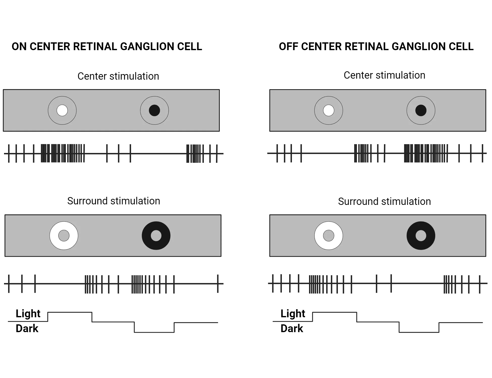 Diagrams for on-center and off-center retinal ganglion cells showing the stimulus in the receptive field (large circle with inner circle for the center) with a parallel representation of action potential firing. ON retinal ganglion cell: Many action potentials when light on center, no action potentials when center is dark, a low, basal firing rate in between. No action potentials when surround is light, many when surround is dark, basal rate in between. OFF ganglion cell: No action potentials when center is light, many action potentials when center is dark, basal rate in between. Many action potentials when surround is light, non when surround is dark, basal rate in between.