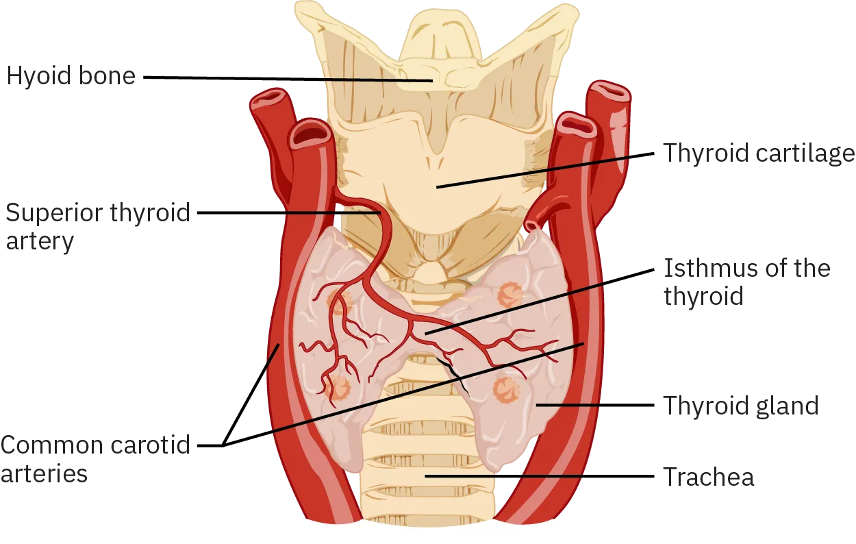 An anterior view of the thyroid gland. The thyroid gland is a butterfly-shaped gland wrapped around the trachea. It narrows at its center, just under the thyroid cartilage of the larynx. This narrow area is called the isthmus of the thyroid. Two large arteries, the common carotid arteries, run parallel to the trachea on the outer border of the thyroid. A small artery enters the superior edge of the thyroid, near the isthmus, and branches throughout the two “wings” of the thyroid.