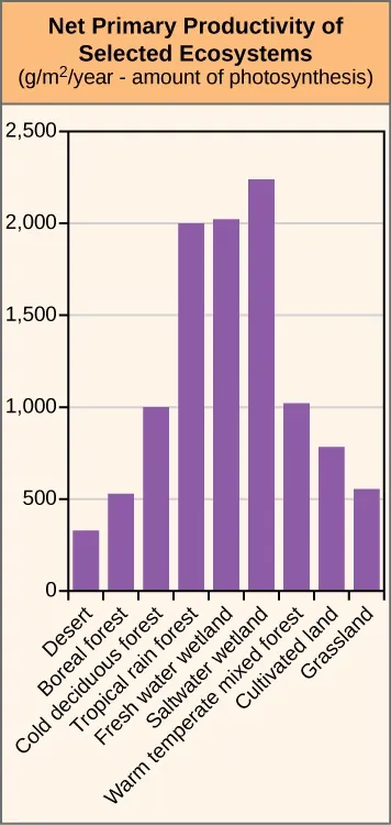 Bar graph titled “Net Primary Productivity of Selected Ecosystems (g/m2/year – amount of photosynthesis).” The y-axis ranges from 0 to 2500. The desert bar reaches 200. The boreal forest reaches 500. The cold deciduous forest reaches 1000. The tropical rain forest reaches 2000. The freshwater wetland bar is slightly higher than the tropical rainforest. The saltwater wetland bar is at 2250. The warm temperature mixed forest bar reaches 1000. The cultivated land reaches 750 and the grassland is slightly over 500.
 The figure shows various terrestrial biomes. Which of the following statements is true regarding net primary productivity in terrestrial biomes?