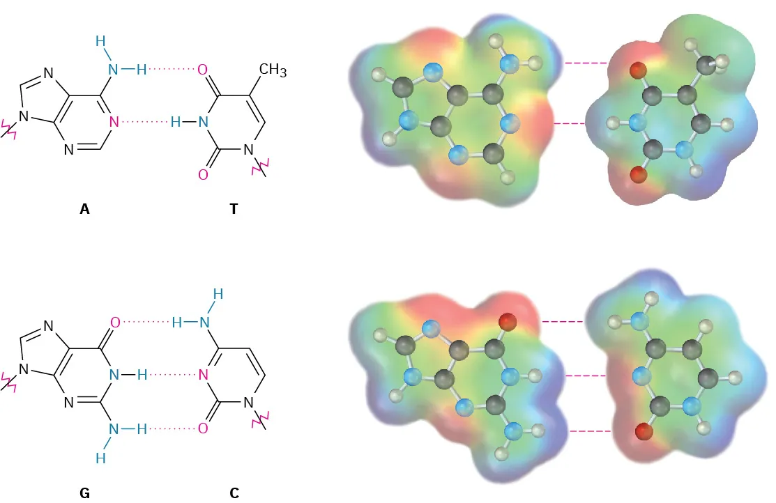 The ball-and-stick model in electrostatic potential maps and structures of base pairs. In deoxyribonucleic acid, the G-C pair involves three hydrogen bonds and the A-T pair involves two hydrogen bonds.