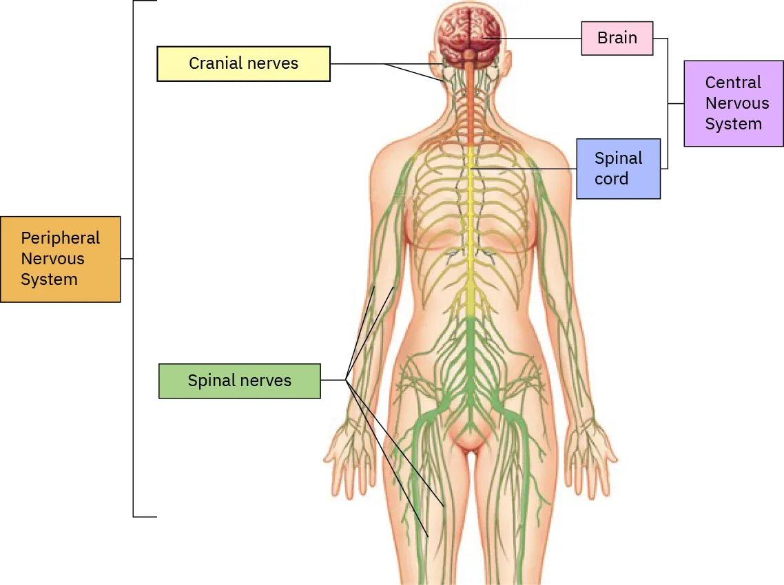 Diagram showing nervous system, labeling: Peripheral Nervous System: Cranial nerves, Spinal nerves; Central Nervous System: Brain, Spinal cord