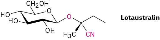 Structure of Lotaustralin comprises a pyran ring in the chair conformation, with attached hydroxyl groups. The carbon connected to side-chain oxygen bonded to carbon carries wedged-methyl and dashed-wedged nitrile groups.