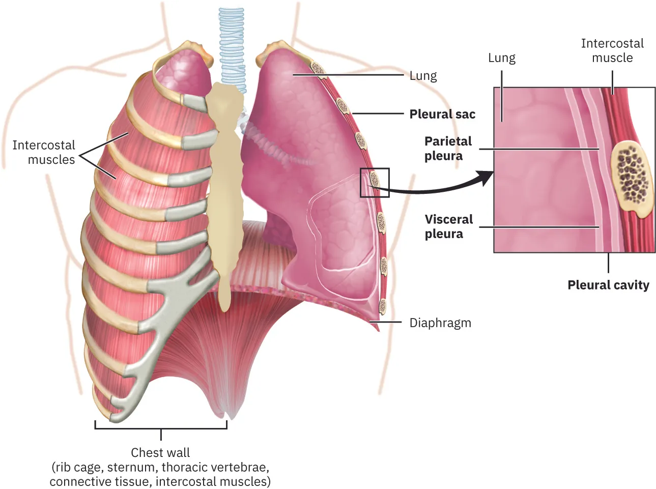 This figure shows the lungs and the chest wall, which protects the lungs, in the left panel. In the right panel, a magnified image shows the pleural cavity and a pleural sac.