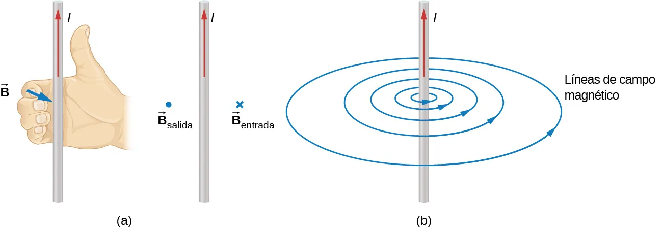 La figura a muestra la regla de la mano derecha aplicada a un cable que porta una corriente ascendente. La mano derecha se coloca de forma que el pulgar apunte hacia arriba, en la dirección de la corriente. Los dedos se enroscan alrededor del cable. El campo magnético sale de la página a la izquierda de la corriente y entra en la página a la derecha de la corriente. La figura b muestra las líneas de campo magnético para la corriente ascendente. Las líneas de campo forman anillos concéntricos que circulan en la misma dirección que los dedos de la mano derecha en la figura a. La separación entre anillos aumenta con la distancia a la corriente.