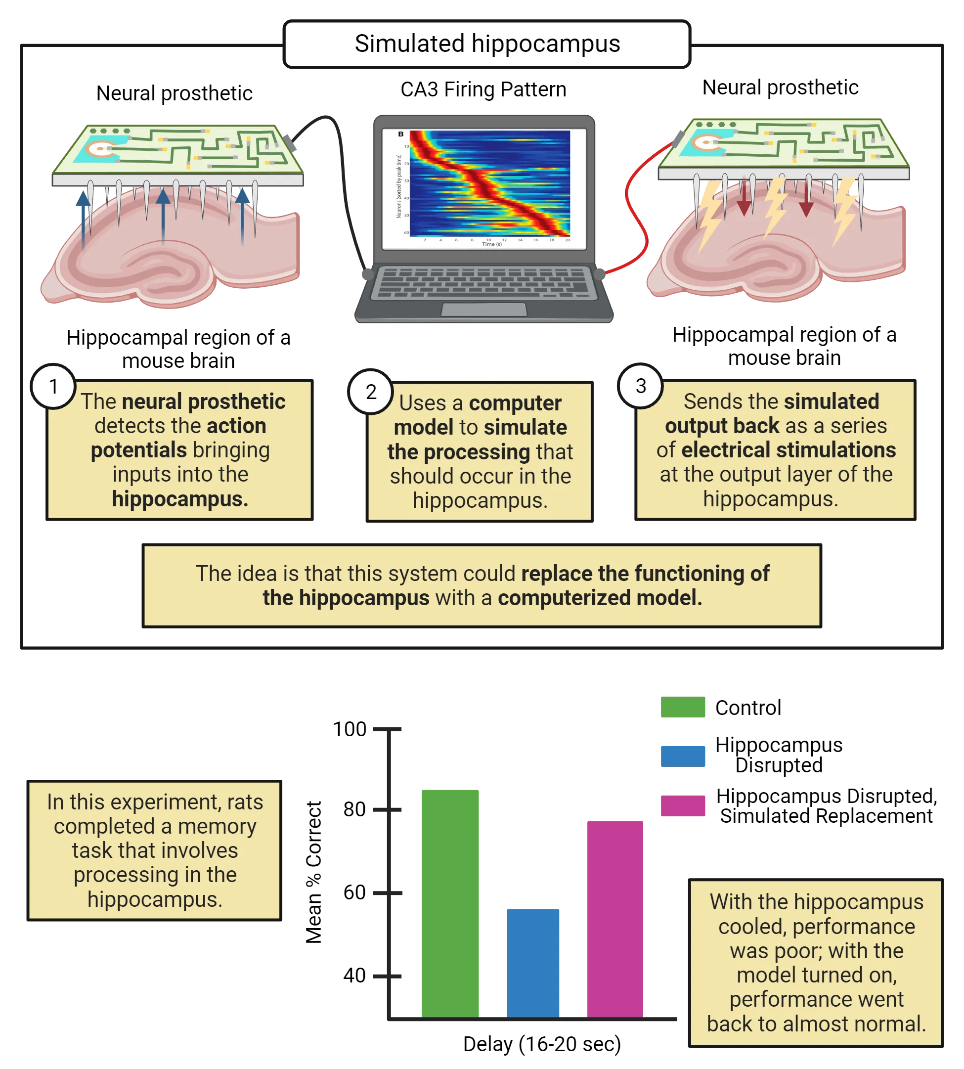 Top half: Left: Diagram of a rodent hippocampus with a neural prosthetic inserted; arrows show information going into the prosthetic. Center: Laptop with image of CA3 firing pattern on it. Right: Diagram of a rodent hippocampus with a neural prosthetic inserted; arrows show information going into the hippocampus. Bottom half: Cartoon bar graph of Mean % correct (y-axis) for 3 different groups (control, hippocampus disrupted, hippocampus disrupted, stimulus replacement).