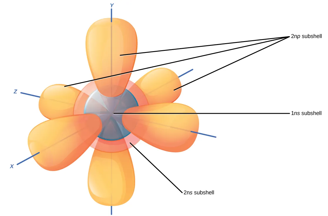 Illustration shows 1 n s, 2 n s and 2 n p subshells. The 1 n s subshell and 2 n s subshells are both spheres, but the 2 n s sphere is larger than the 1 n s sphere. The 2 n p subshell is made up of three dumbbells that radiate out from the center of the atom along X, Y, and Z axes.