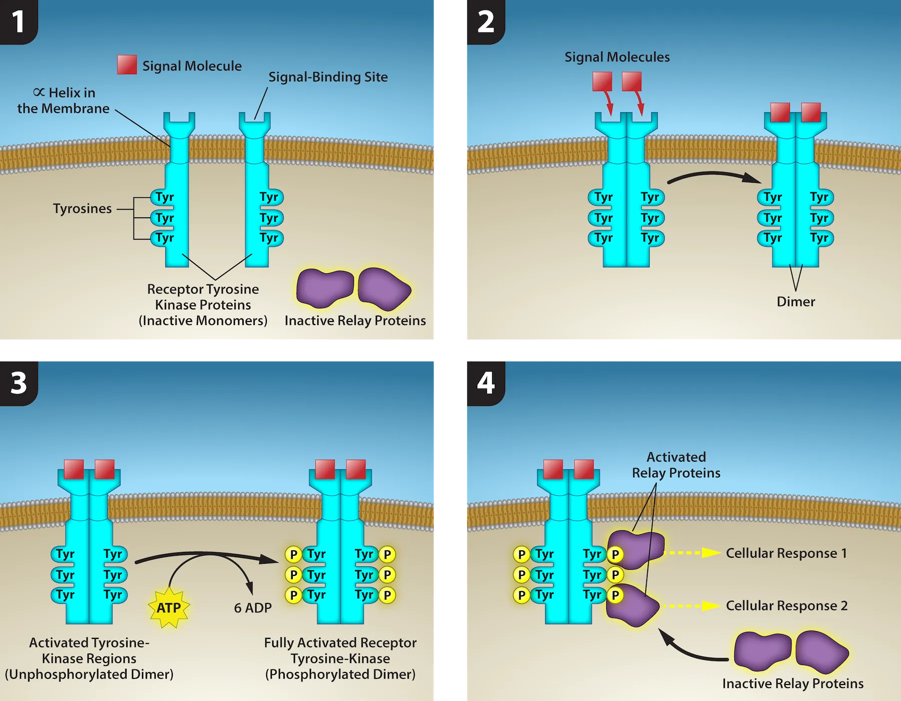 This illustration shows two receptor tyrosine kinase monomers embedded in the plasma membrane. Upon binding of a signaling molecule to the extracellular domain, the receptors dimerize. Tyrosine residues on the intracellular surface are then phosphorylated, triggering a cellular response. The cellular response involves binding of relay proteins, which result in Cellular Response 1 and Cellular Response 2.