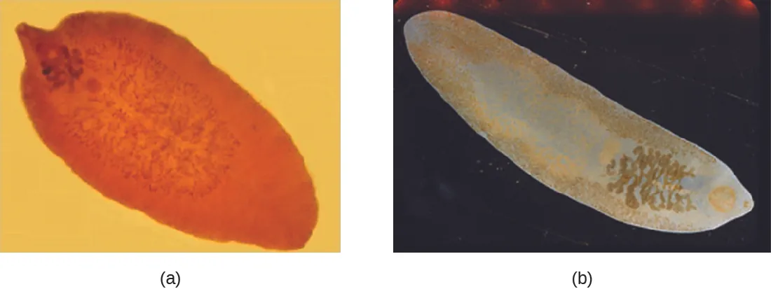 a) an oval organism with lines in the center and a small projection at one end. B) an oval organism with lines throughout and a small projection at one end.