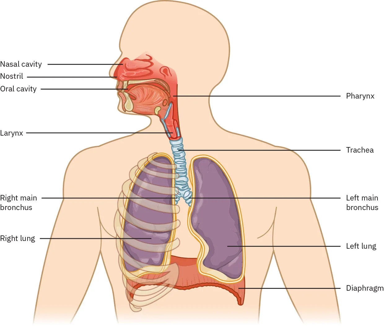 Diagram of respiratory system labeling nasal cavity, nostril, oral cavity, pharynx, larynx, right main bronchus, left main bronchus, right lung, left lung, diaphragm