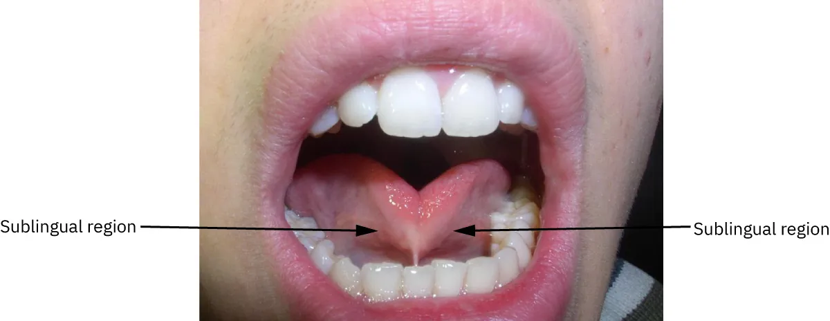 Tongue with sublingual region labeled