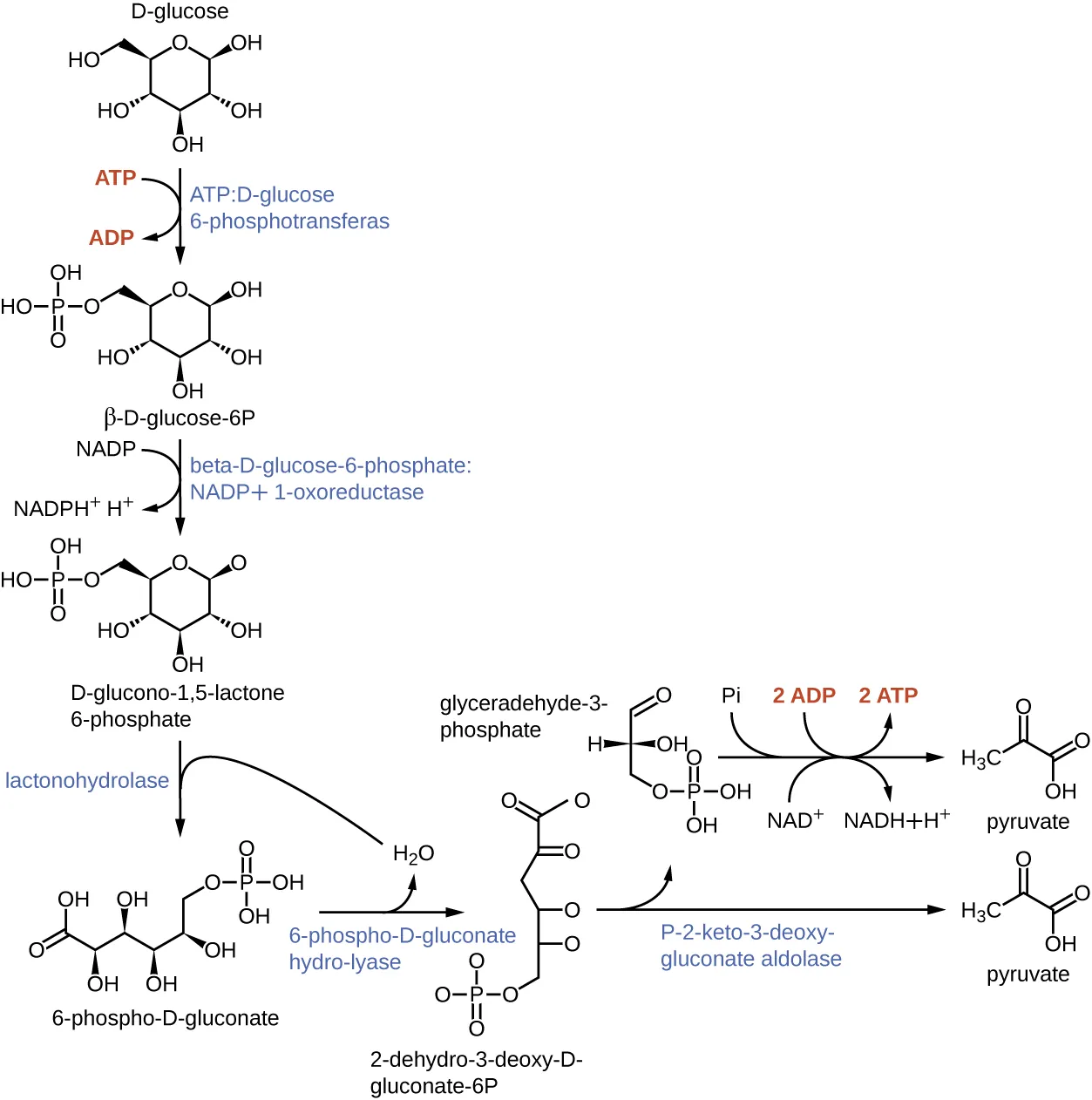 D-glucose is a 6 carbon molecule with a hexagon ring that contains an oxygen at one corner; the sixth carbon is outside of the ring. ATP:D-glucose 6-phosphotransferase removes a phosphate group from ATP to produce beta-D-glucose-6P which has a phosphate group on carbon 6. ADP is another product of this reaction. Beta-D-glucose-6-phosphate: NADP+1-oxoreductase converts beta-D-glucose-6P to D-clucono-1,5,-lactone 6-phosphate. This molecule has an oxygen at carbon 1 rather than an OH group. This reaction also produces NADH+ + H+ from NADP. Lactonohydrolase converts D-glucono-1,5,-lactone 6-phosphate to 6-phsopho-D-gluconate (a linear form with the phosphate group at carbon 6 and a double bonded oxygen at carbon 1). 6-phospho-D-gluconate hydro-lyase converts 6-phsopho-D-gluconate to 2-dehydro-3-deoxy-D-gluconate-6P by adding a double bonded oxygen to carbon 2. P-2-keto-3-deoxygluconate aldolase splits 2-dehydro-3-deoxy-D-gluconate-6P into pyruvate (a 3 carbon molecule with double bonded oxygens at carbons 1 and 2) and glyceraldehyde-3-phosphate (a 3 carbon molecule with a double bonded oxygen at carbon 1 and a phosphate group on carbon 3). Glyceraldeyhyde-3-phosphate can be converted to pyruvate by removing the phosphate and adding it to ATP to produce ADP.