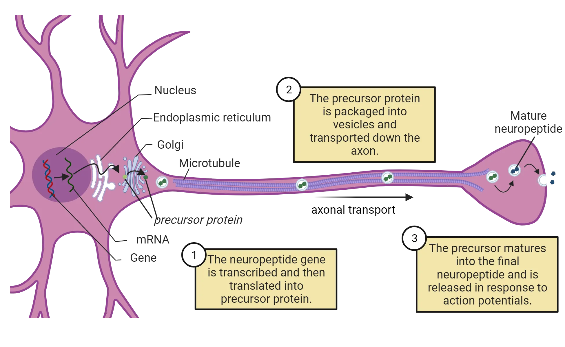 Diagram of a human brain with networks of serotonin projections throughout the cortex, cerebellum and down the spinal cord shown. Cell bodies are concentrated in the brainstem (raphe nuclei).