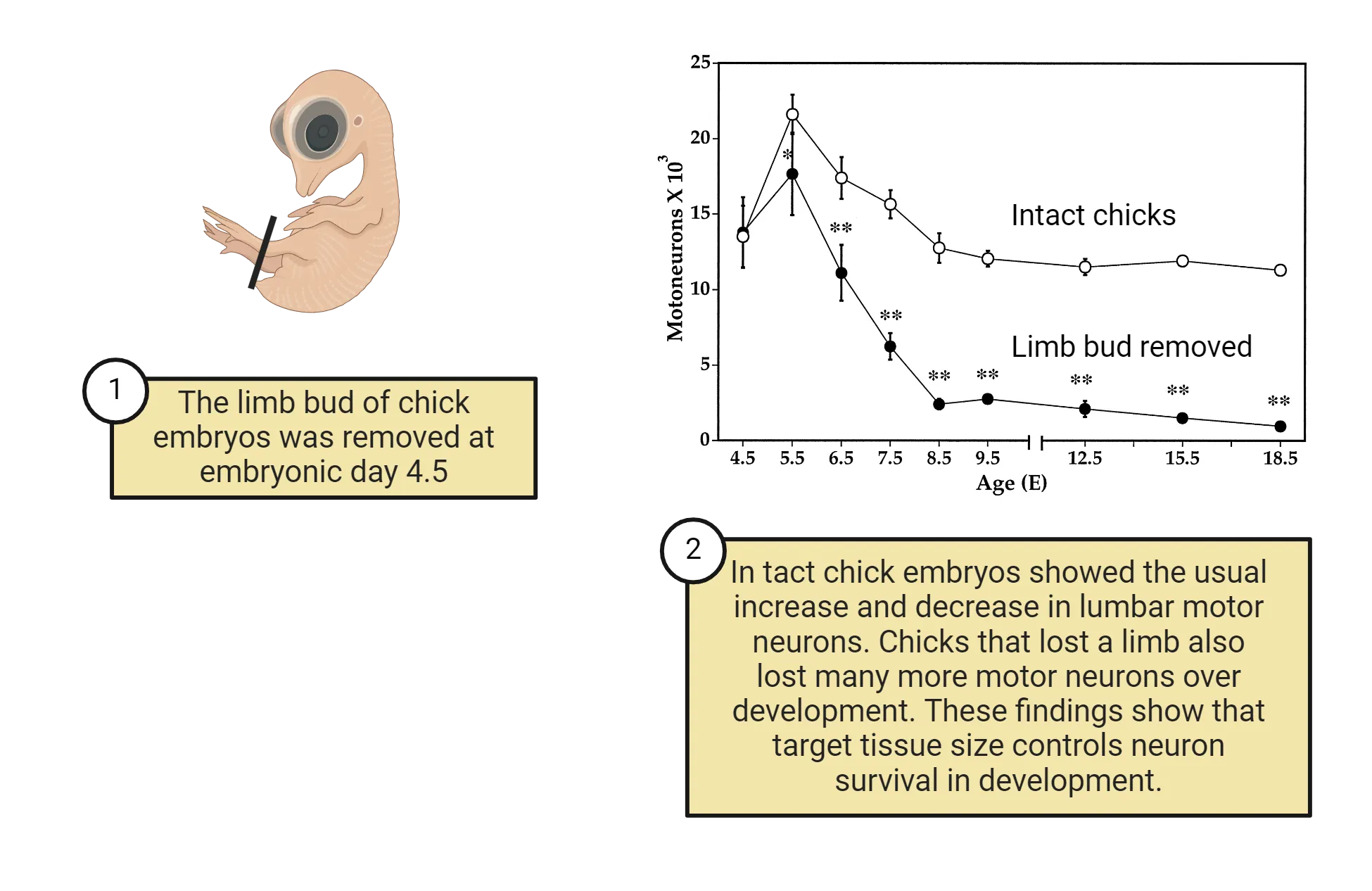 Left shows a diagram of a chick with a line to indicate a limb was removed at embryonic day 4.5. Right is a line graph of motoneuron number (y-axis) versus age (from embryonic day 4.5 to 18.5). Intact chick embryos showed the usual increase and decrease in lumbar motor neurons. Chicks that lost a limb also lost many more motor neurons over development. These findings show that target tissue size controls neuron survival in development.