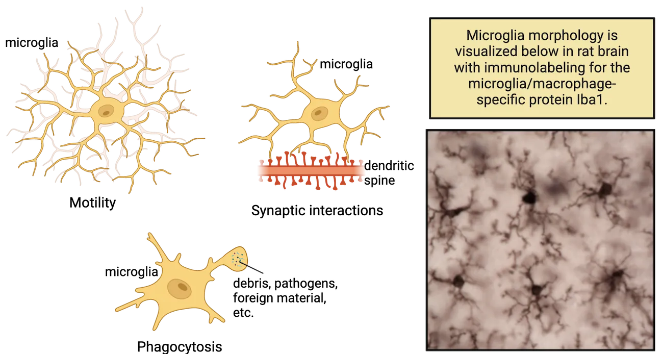 Three diagrams to represent microglial functions: scanning (processes moving around), synaptic interactions (processes touching dendritic spines), and phagocytosis (a process engulfing debris, pathogens, foreign material etc.). A microscopy picture of microglia in brain tissue is also shown in which microglia have a small, central cell body with many branch-like processes extending out from it in all directions.