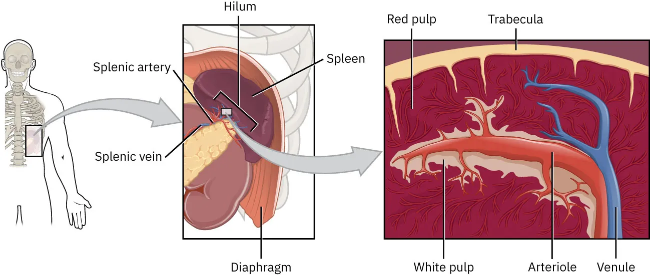 A detailed anatomical diagram illustrating the cross-section of the spleen. On the left, there is a human figure with a highlighted area indicating the spleen’s location in the body. In the center, a close-up view shows the spleen with labels for the splenic artery, splenic vein, hilum, and diaphragm. On the right, a further magnified cross-section of the spleen displays its internal structure, including the red pulp, white pulp, trabecula, arteriole, and venule.