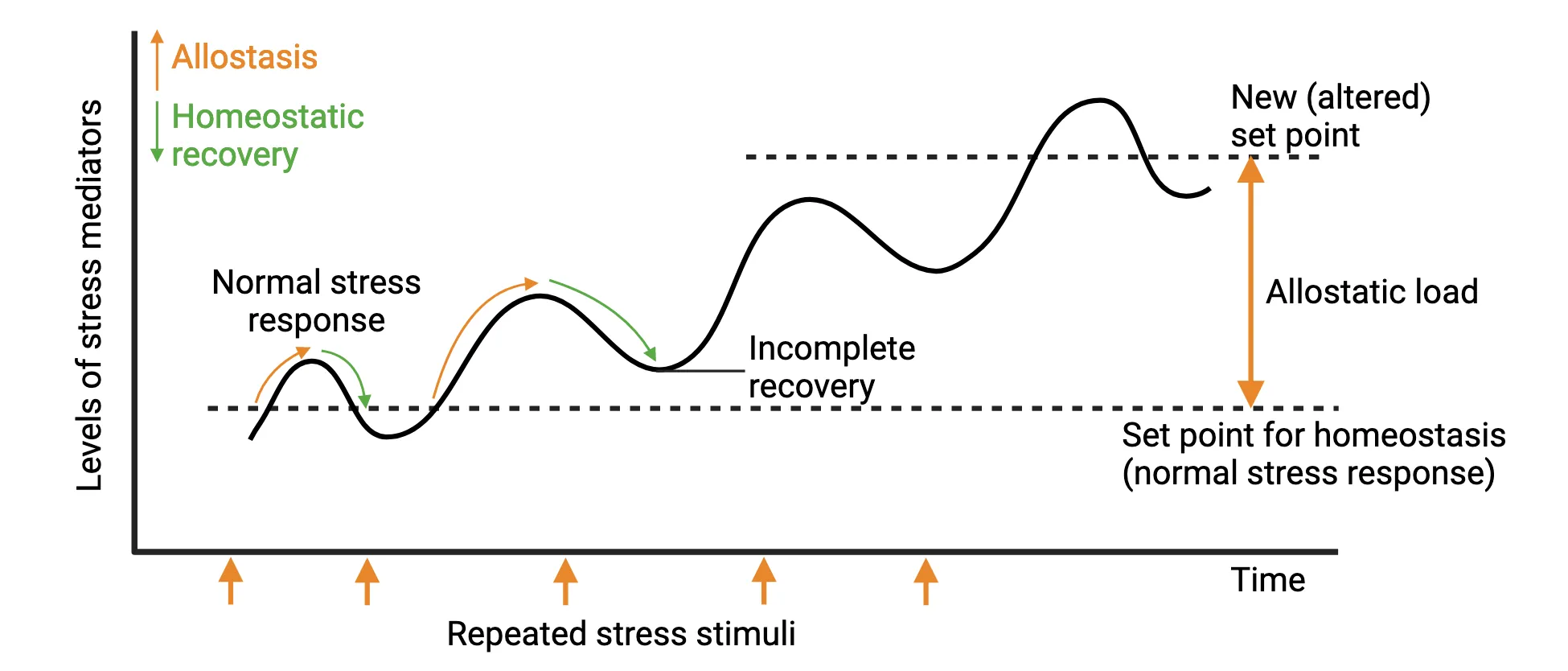 Line graph of levels of stress (y-axis) versus time (x-axis). Aline is shown curving up and down but each time is curves back down, it does not return to the initial level. The results in the curve wiggles upward, with each increase returning to a higher new set point. The increase in set point from the beginning is labeled allostatic load. Every increase is labeled allostasis and the return back down is labeled homeostatic recovery.