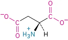 The structure of L-aspartic acid. It has a carbon linked to methylene linked to carboxylate ion, carboxylate ion, dashed hydrogen, and wedged ammonia ion.