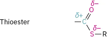 Thioester has carbon with open single bond and partial positive charge double bonded to oxygen and single bonded to sulfur with partial negative charges. Sulfur is bonded to another carbon.