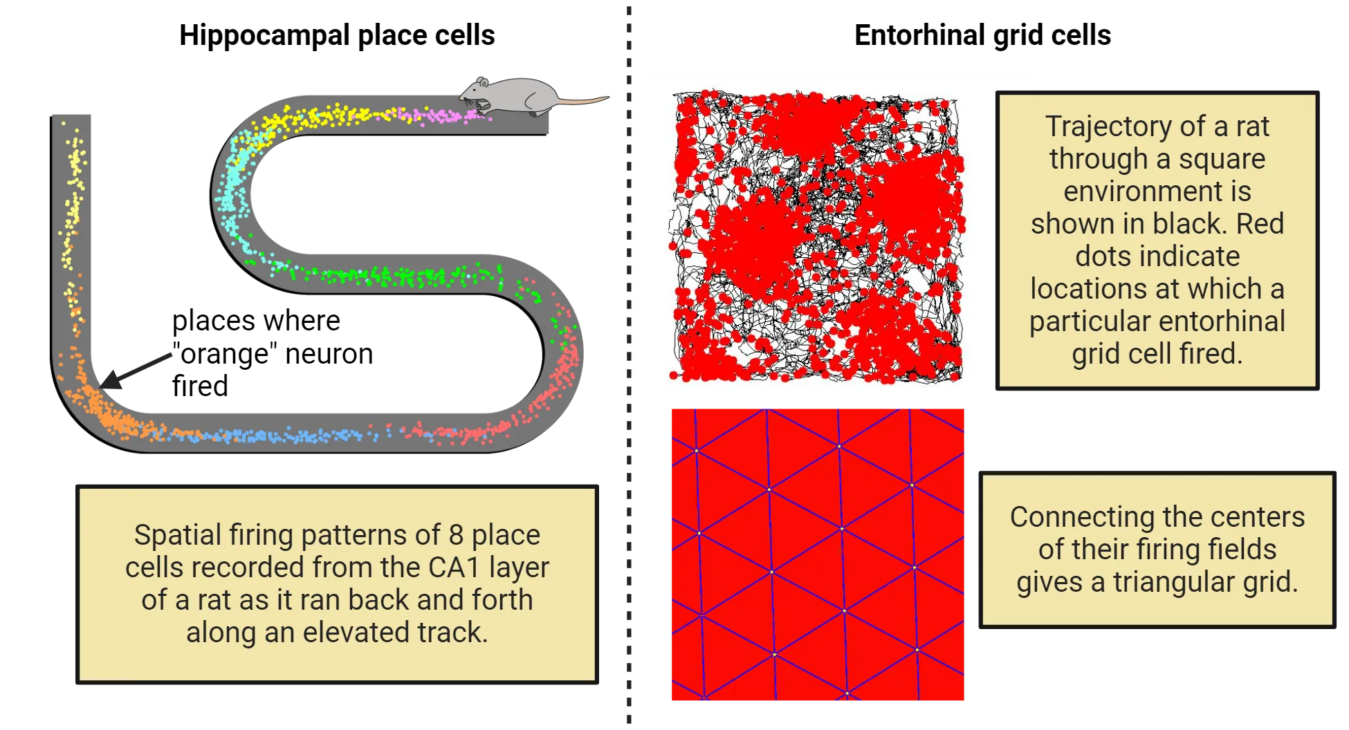 Two-part image. Hippocampal place cells: Illustration of a rat on a curvy track. Layered on the track of colored dots representing spatial firing patterns of 8 place cells recorded from the CA1 layer of a rat as it ran back and forth along an elevated track. Dots of a color cluster together in particular parts of the track. Entorhinal grid cells: A square with black lines crossing all over, indicating the path of rat in the environment. Red dots represent firing of an individual grid cell, which cluster in repeating pockets (6 total). A separate drawing shows how if you connect the centers of these clusters, a triangular grid is formed.