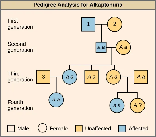 This is a pedigree of a family that carries the recessive disorder alkaptonuria. In the second generation, an unaffected mother and an affected father have three children. One child has the disorder, so the genotype of the mother must be upper case A lower case a, and the genotype of the father is lower case a lower case a. One unaffected child goes on to have two children, one affected and one unaffected. Because her husband was not affected, she and her husband must both be heterozygous. The genotype of their unaffected child is unknown, and is designated upper A question mark. In the third generation, the other unaffected child had no offspring. The affected third-generation child goes on to have one child with the disorder. Her husband is unaffected and is labeled 3. The first generation father is affected and is labeled 1; The first generation mother is unaffected and is labeled 2 The Visual Connection question asks the genotype of the three numbered individuals.