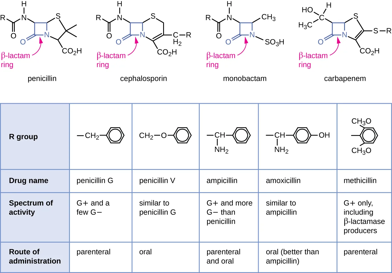The top of the image shows diagrams of various antibiotics. All have a beta-lactam ring wich is a square made of 3 carbons and a nitrogen; one of the carbons has a double bonded O. The antibiotics shown are penicillin, cephalosporin, monobactam and carbapenem Below is a table with the rows: R group, Drug name, specrum of activity and route of administration. Penicillin G has an R group of a carbon linked to a 6 carbon ring; it is active on G+ and a few G- cells, and has a parenteral route of administration. Penicillin V has an R group of a carbon linked t an oxygen linked to a carbon ring. IT affects G+ and a few G- and is administered orally. Ampicillin has an R group of a Carbon attached to both an amine group and a carbon ring. It is affective agains G+ and more G- than penicillin. It is administered orally and parenterally. Amoxicillin has an R group similar to ampicillin but the carbon rign has an additional OH. It has similar activity to ampicillin and is administerd orally (better than ampicillin). Methiciliin has an R group of a carbon right with 2 CH3O attached to the ring. IT is affective against G+ only, including B-lactam producers. It is administered parenterally.