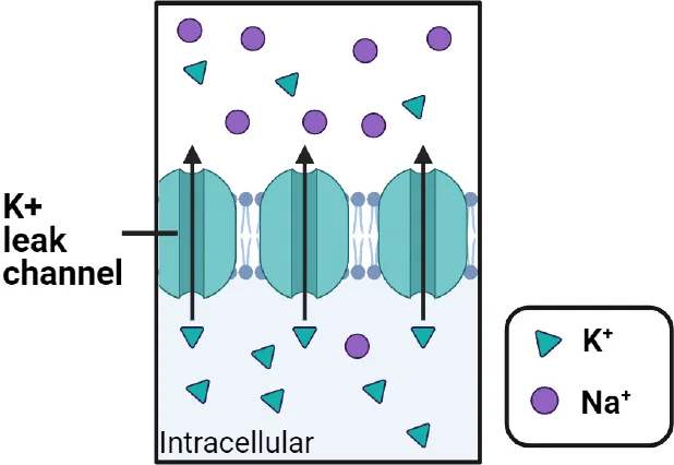 Diagram of cell membrane with K+ leak channels allowing K+ to escape freely