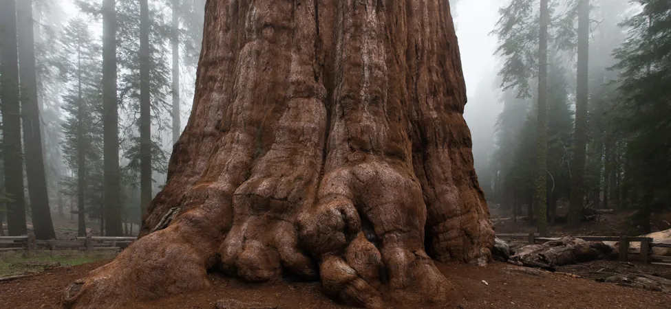 A picture of the bottom of the world's largest living tree.