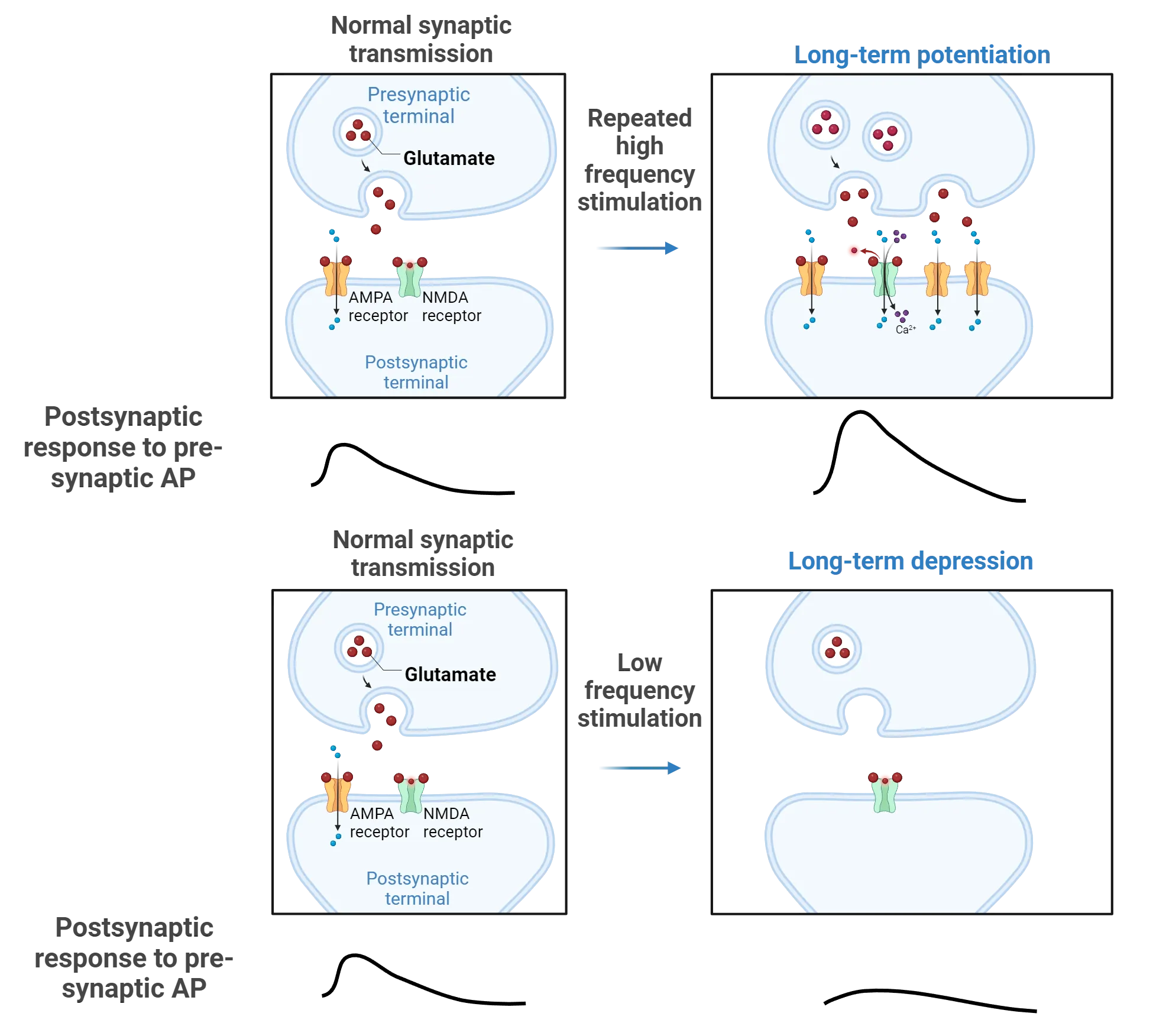 Two-part diagram showing synapse before and after induction of long-term potentiation or long-term depression. Long-term potentiation: Normal transmission shows glutamate opening AMPA receptors postsynaptically but not NDMA. After repeated high frequency stimulation, there are more AMPA receptors and glutamate opens both AMPA and NMDA receptors. A drawing of the EPSP shows greater EPSP in response to presynaptic AP after LTP induction. Long-term depression: Normal transmission is the same at LTP diagram. After low frequency stimulation, there are no AMPA receptors and NDMA receptor does notopen in response to glutamate. A drawing of the EPSP shows less EPSP in response to presynaptic AP after LTD induction.