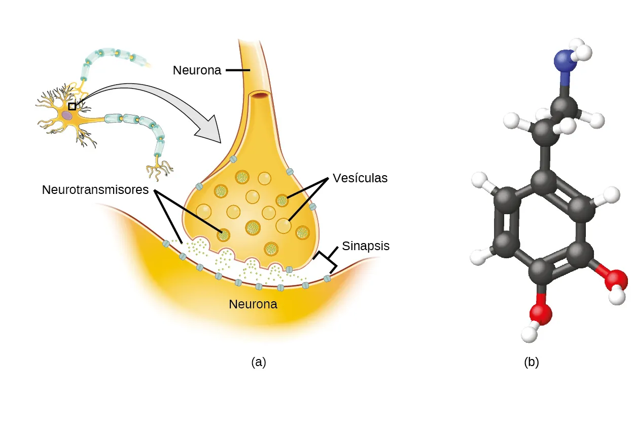 Se muestran dos diagramas. En la esquina superior izquierda del diagrama de la izquierda, se muestra un óvalo con un centro oscurecido que tiene cinco extremos cortos y ramificados y un extremo largo en forma de cola, conectado por una flecha a otra imagen. Esta imagen muestra un primer plano de la sección ovalada y su interacción con la parte de la cola de una estructura similar. La vista de cerca se compone de un tubo estrecho marcado como "neurona" que desciende hasta una base bulbosa que alberga trece círculos llenos de pequeños puntos. Estos círculos están marcados como “vesículas”. La base de la estructura bulbosa está al lado de un objeto curvado marcado como "neurona" y unos puntos muy pequeños salen de la base del bulbo y fluyen hacia la estructura curvada. El espacio entre las dos estructuras está marcado como "sinapsis" y los puntos pequeños están marcados como “neurotransmisores”. El diagrama de la derecha representa una molécula compuesta por seis esferas negras conectadas por dobles enlaces y enlaces simples alternados en un anillo hexagonal con otras esferas unidas a él. Tres de las esferas negras están conectadas a una esfera blanca más pequeña cada una. Dos de las esferas negras están conectadas a una esfera roja más pequeña cada una. Cada esfera roja está conectada a una esfera blanca más pequeña. Una esfera negra está conectada a otra esfera negra. Esta a su vez, está conectada a dos esferas blancas más pequeñas y a otra esfera negra. Esta segunda esfera negra está conectada a dos esferas blancas más pequeñas y a una esfera azul algo más pequeña. La esfera azul está conectada a dos esferas blancas más pequeñas.