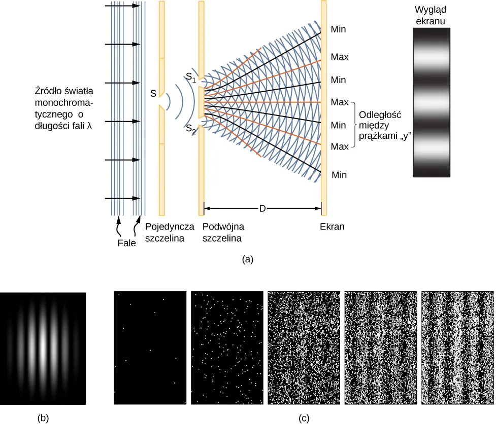 Część a pokazuje światło monochromatyczne odpowiadające długości fali lambda lambda emitowanej ze źródła docierającej jako płaszczyzna fal z pojedynczą szczeliną S. Fale przechodzą przez szczelinę i tworzą kręgi falowe, które docierają do szczeliny podwójnej S ze znakiem 1 i S ze znakiem 2. Światło pojawia się w postaci półkolistych kręgów wychodzących z obydwu szczelin. Dochodzi do interakcji fal i w rezultacie mamy na ekranie punkty maksimum i minimum. Na ekranie ukazuje się wzór nakładających się i interferujących fal w postaci jasnych i ciemnych obszarów. W części b, pokazane jest zdjęcie obrazu interferencyjnego, a w części c został pokazany proces tworzenia się pasków interferencyjnych w pięciu kolejnych etapach, począwszy od momentu pojawiania się pierwszych jasnych punktów poprzez kolejne fazy aż pojawienia się wyrazistych pasków. Pionowe paski są na ostatnim obrazie najgęstsze i najlepiej widoczne w porównaniu chociażby z obrazem czwartym.
