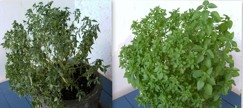 The left photo shows a plant that has wilted, with dark green leaves that are shriveled, and appear dry.  The photo on the right shows a healthy plant, with broad light green leaves that appear soft and pliable.