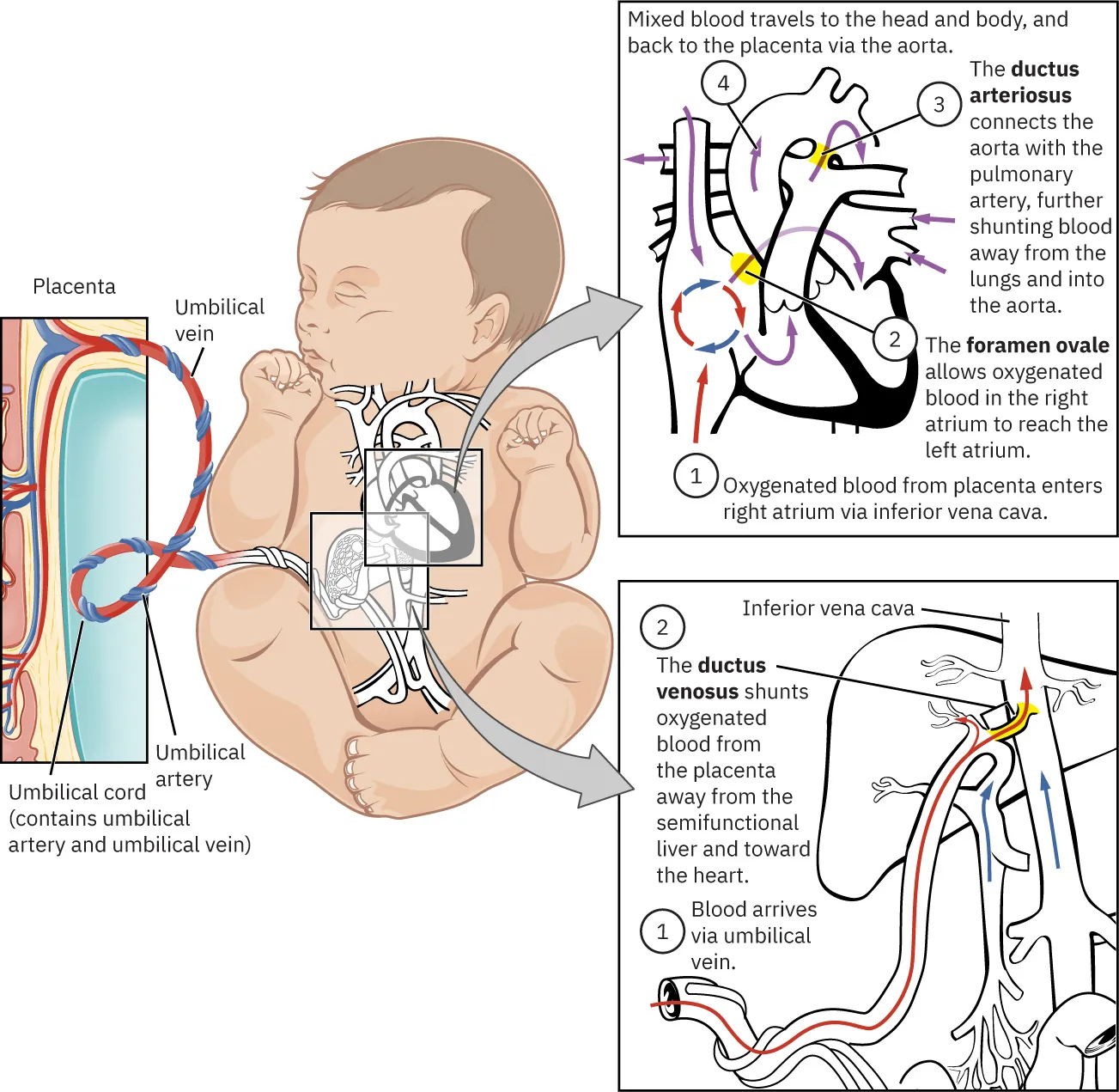 Diagram showing fetal circulation in three illustrations
