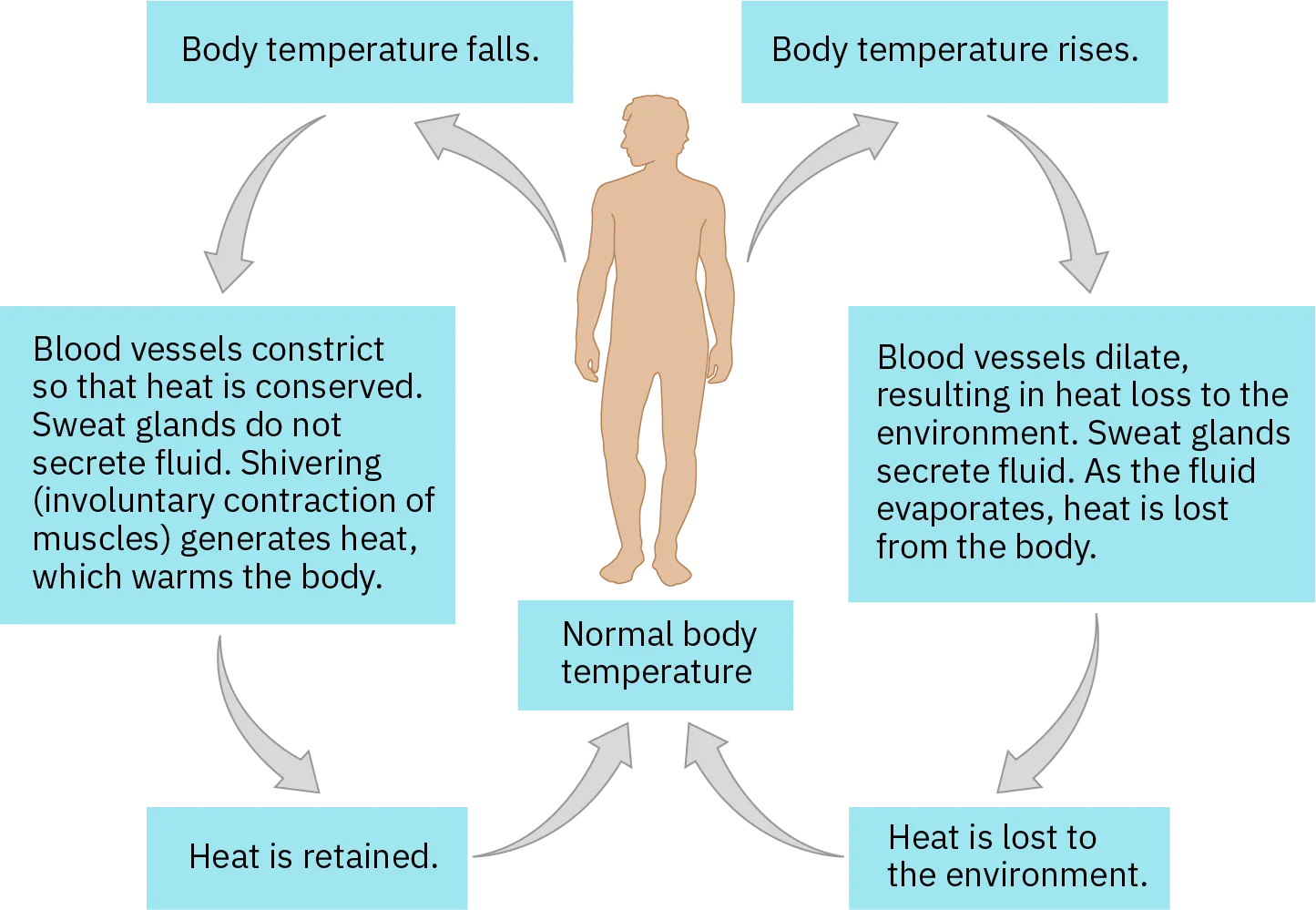 A flow chart shows how normal body temperature is maintained. If the body temperature rises (the cycle depicted on the right of the chart), blood vessels dilate, resulting in loss of heat to the environment. Sweat glands secrete fluid. As this fluid evaporates, heat is lost form the body. As a result, the body temperature falls to normal body temperature. If body temperature falls (the cycle depicted on the left), blood vessels constrict so that heat is conserved. Sweat glands do not secrete fluid. Shivering (involuntary contraction of muscles) releases heat which warms the body. Heat is retained, and body temperature increases to normal.