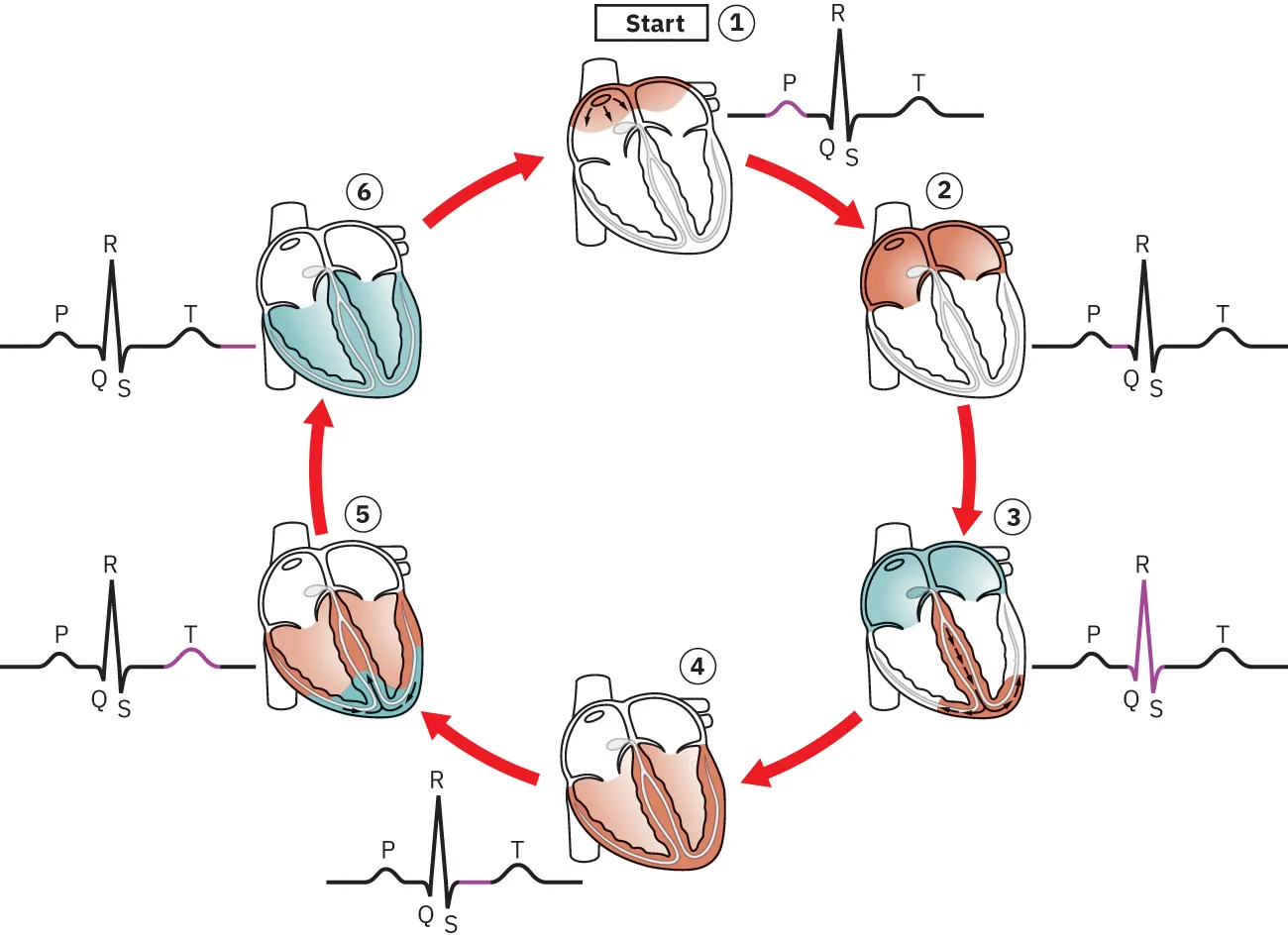 A diagram of the ECG cycle.