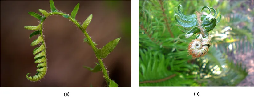 Fiddleheads at the top of a maturing fern curl into a structure that resembles their namesake.